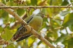 African Green Pigeon on a branch